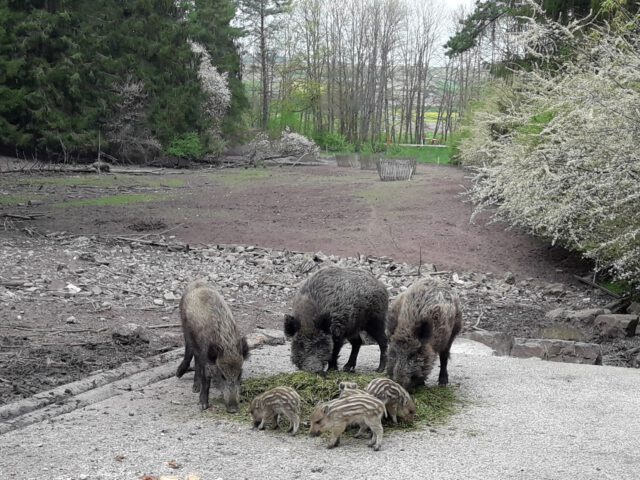 Wald- und Erlebnispfad am Wildschweingehege Dietingen